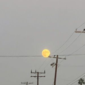 Meet your Posher, Daisy